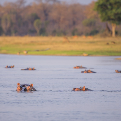 Hippopotamus Head looking from the water with widely opened mouth
