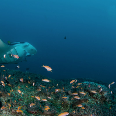 A curious manta ray looking at an underwater videographer