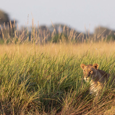 Female Lion walking in the grass in the Okavango Delta, Botswana, Africa