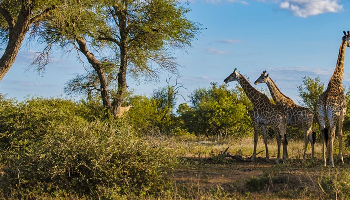 Three giraffes standing among scattered trees and shrubs under a blue sky at Kruger National Park in South Africa.