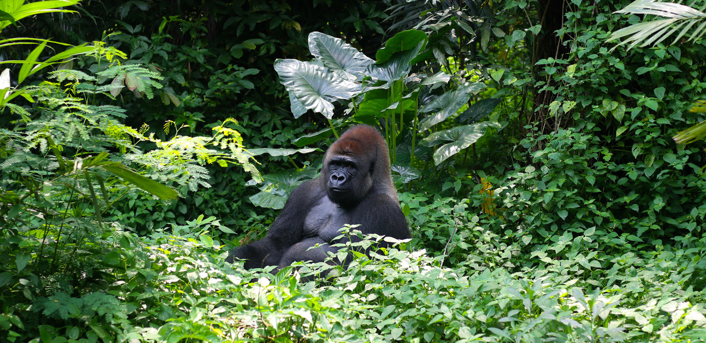 Gorilla, Rwanda