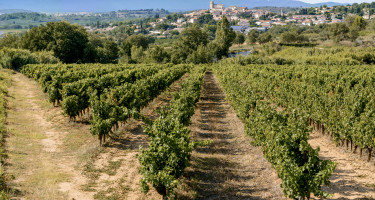 Scenic vineyard near the Canal du Midi, France.