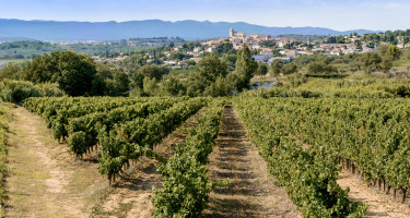 Vignoble et dégustation de vin près du Canal du Midi, route des vins dans le sud de la France.
