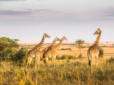 Kenya Liv Collection