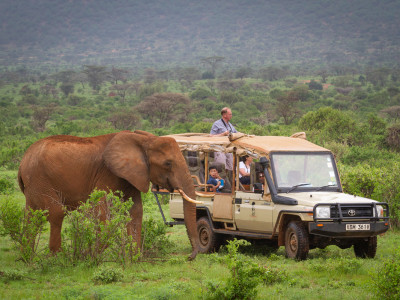 Kenya: In Depth Safari
