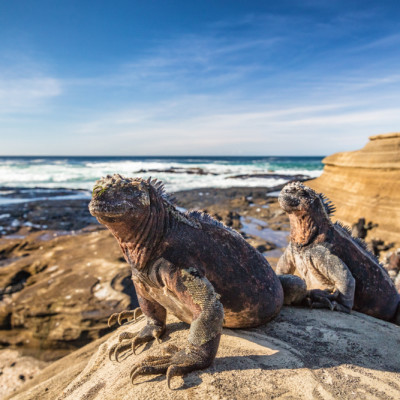 Nahaufnahme zweier Leguane an den Klippen von Puerto Egas, Isla Santiago, Ecuador, Galapagos Inseln.