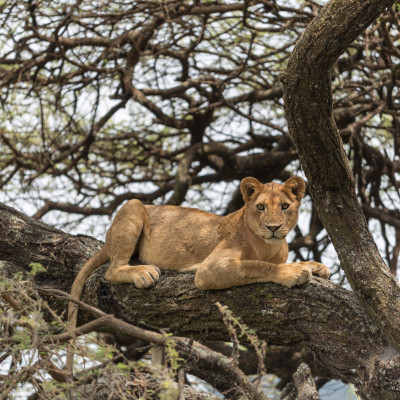 Tansania: Safaris, Kilimandscharo & Sansibar