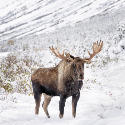Moose in Chugach State Park Alaska in Winter