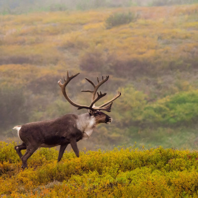 Alaskas landschaftliche Höhepunkte: von Denali bis Kenai Fjords