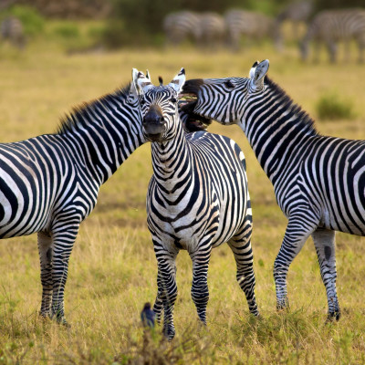 Tanzania: Safaris, Kilimanjaro and Zanzibar