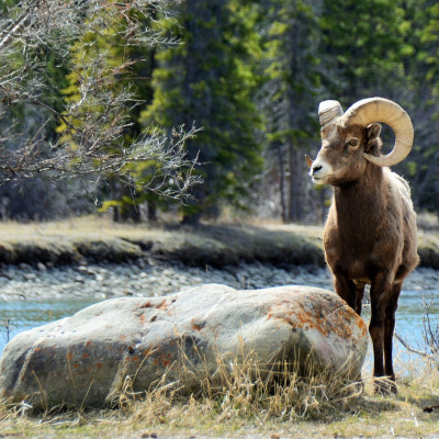 Roadtrip: Abenteuer in den Rocky Mountains