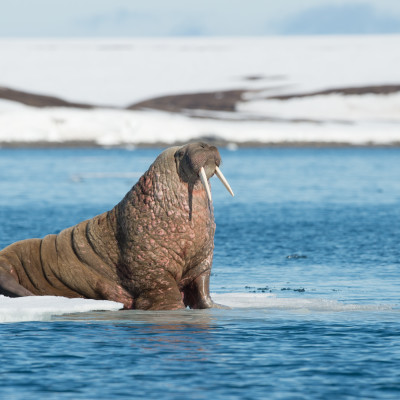 Arctic Saga: Exploring Spitsbergen via the Faroes and Jan Mayen