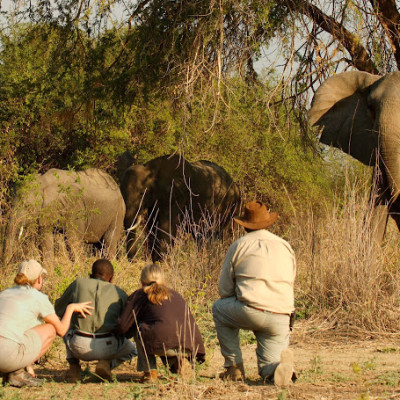 Buschwanderung im South Luangwa Nationalpark begleitet von Rangern und Guides