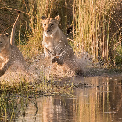 Enchanting Travels Africa Tours Watershy lions in the Okavango Delta, Botswana