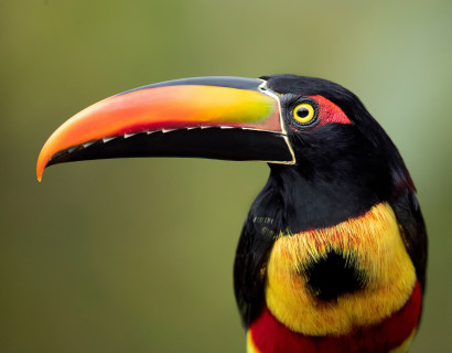Costa Rica: Wildlife and Nature