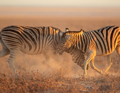 Namibia Roadtrip: Die Höhepunkte des Nordens