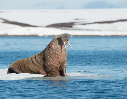 Arktische Saga: Färöer, Jan Mayen & Spitzbergen