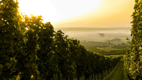 Rows of lush green grapevines stretch across a vineyard landscape in Burgundy-Franche-Comté, France, with the sun setting low on the horizon, casting a golden glow and creating a slight mist over the distant hills.