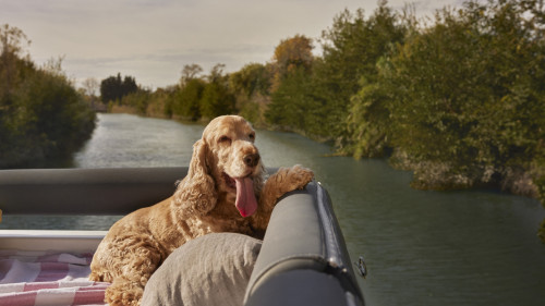 Dog friendly holidays