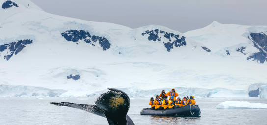 Expedition guets on a zodiac boat view a whale's tail in the water