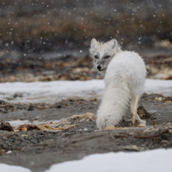 Arctic