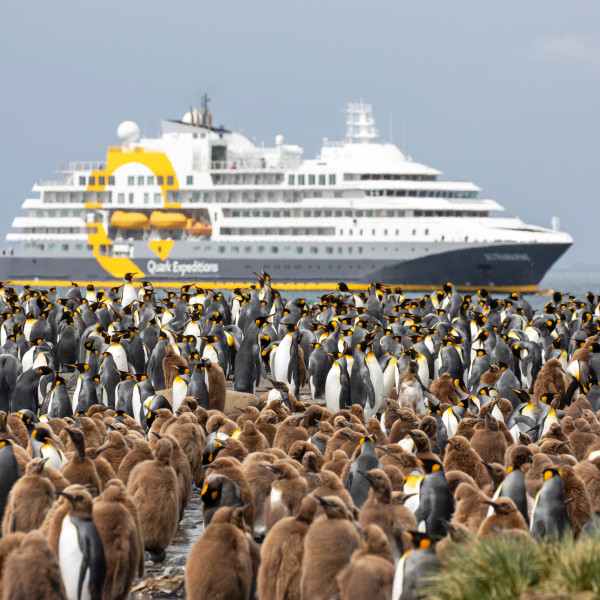 A waddle of penguins in the foreground, with an expedition ship anchored in the waters of the background