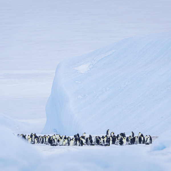 Emperor Penguin Quest: Expedition to Snow Hill