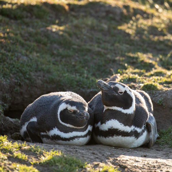 The Falkland Islands (Islas Malvinas)