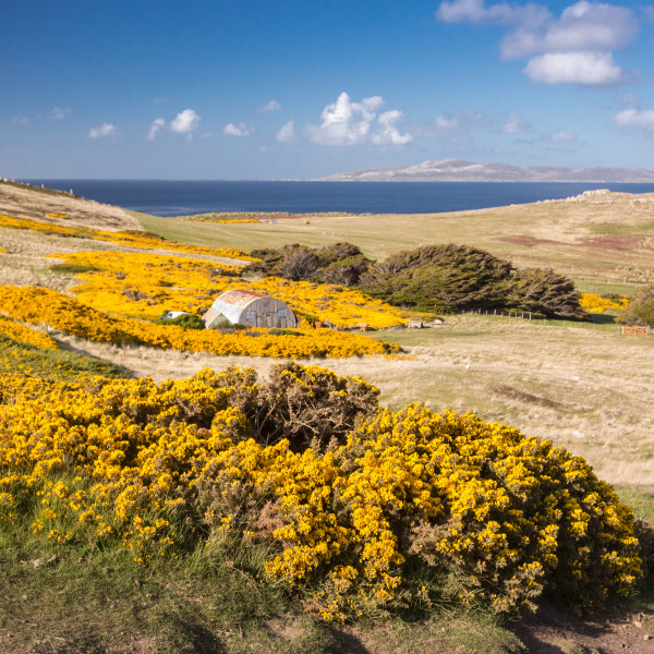 The Falkland Islands (Islas Malvinas)
