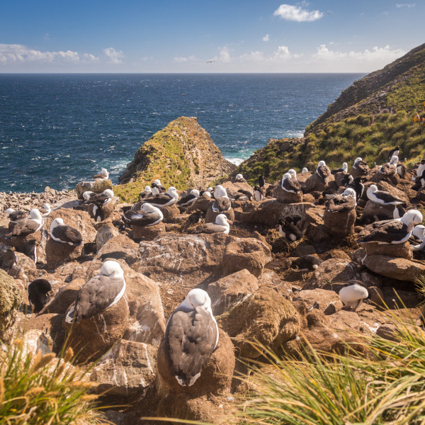 The Falkland Islands (Islas Malvinas)