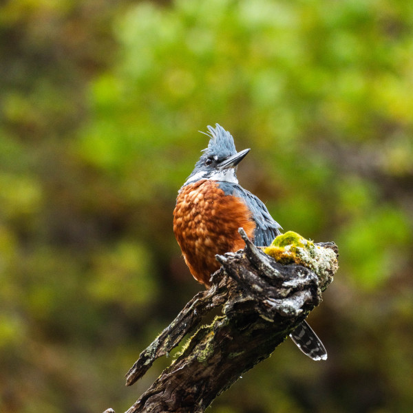 Patagonia