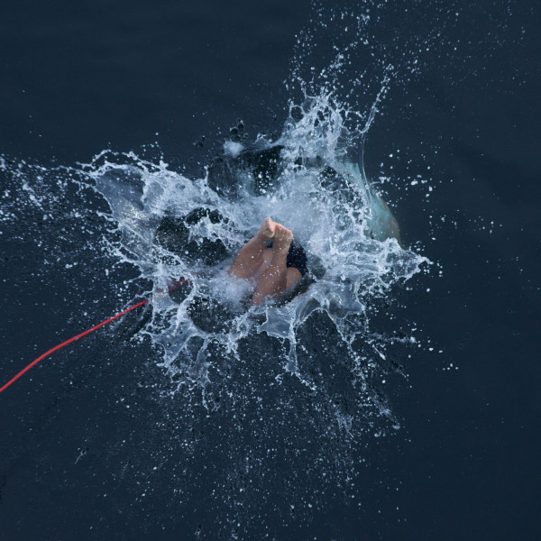 Polar Plunge