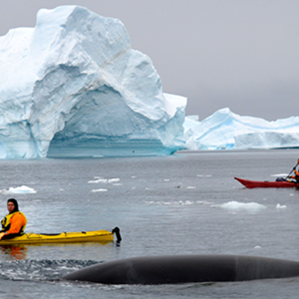 Quark passengers kayak an icy polar bay as a whale pops up to say hello.