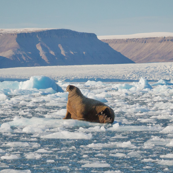Walrus in Croker Bay