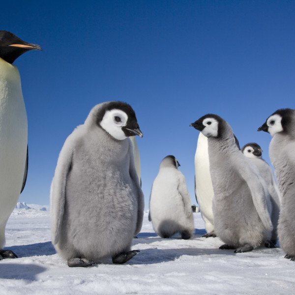 Antarctic Expeditions in 2025 & 2026