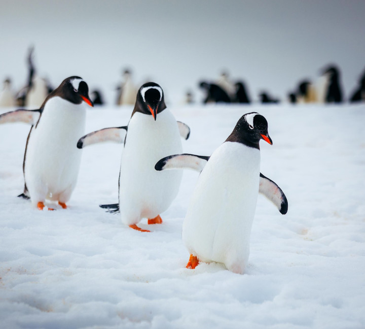 Three gentoo penguins walk in a line on the snow of the Antarctic Peninsula.