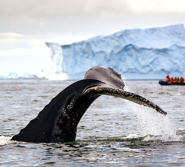 A humpback whale tail is spotted in Antarctic waters. A Zodiac boat with an Expedition Guide and guests look on in the background.