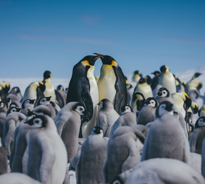 Emperor Penguins at Snow Hill