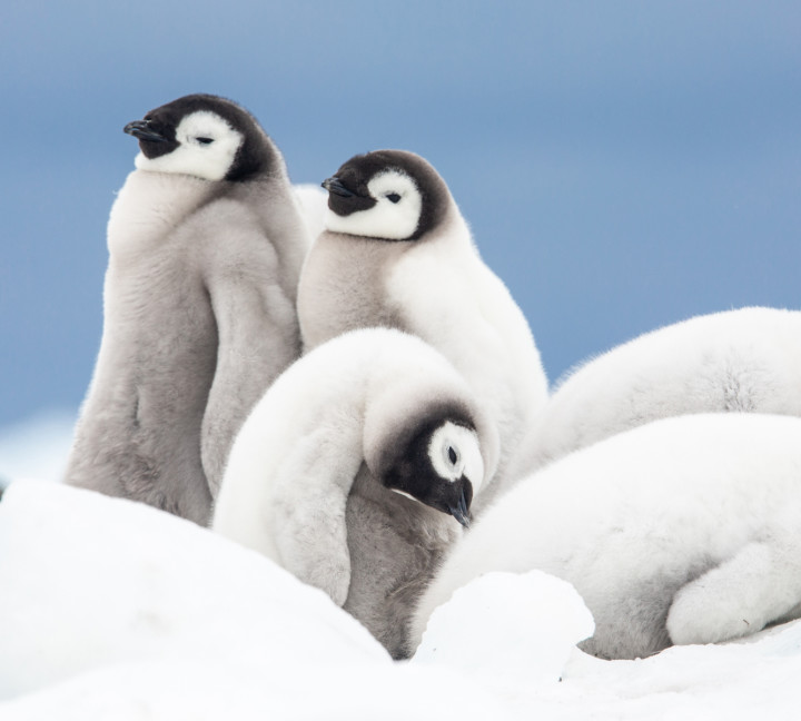 Penguins on Snow Hill