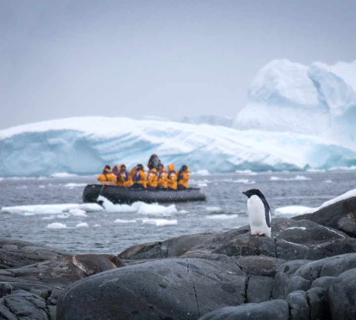 Adélie penguin