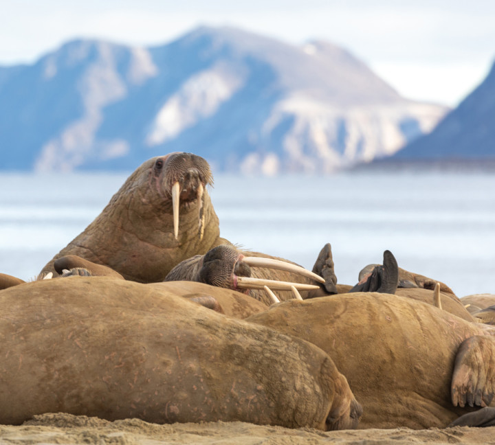 [Hero] Svalbard Explorer: Best of High Arctic Norway
