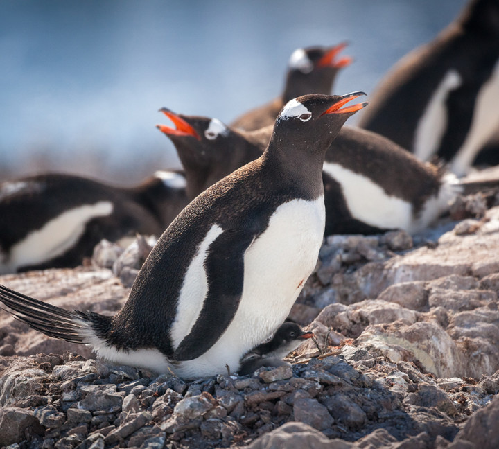 Gentoo penguins nesting with a few newborn chicks at Neko Harbour, Antarctica