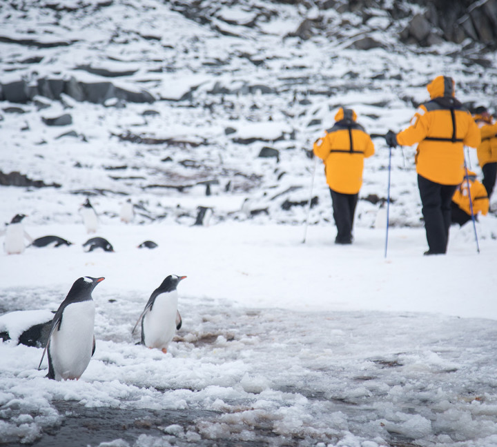 Two Gentoo penguins stop in their tracks to check out guests in yellow parkas hiking a few metres off to the side.