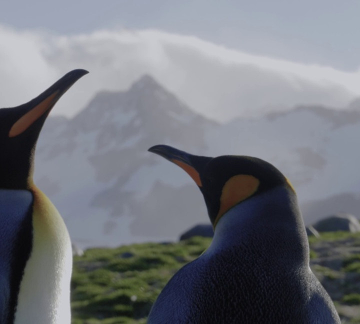 Epic Antarctica: The Falklands, South Georgia and Crossing the Circle