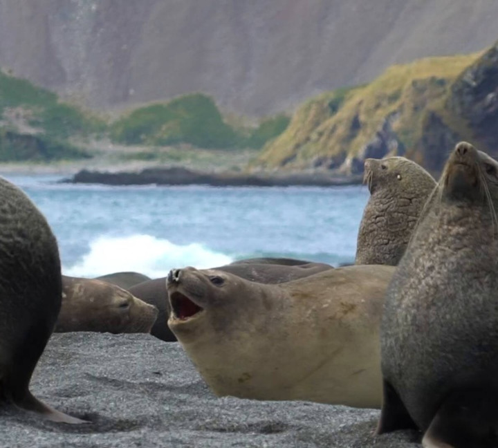 South Georgia and Antarctic Peninsula: Penguin Safari