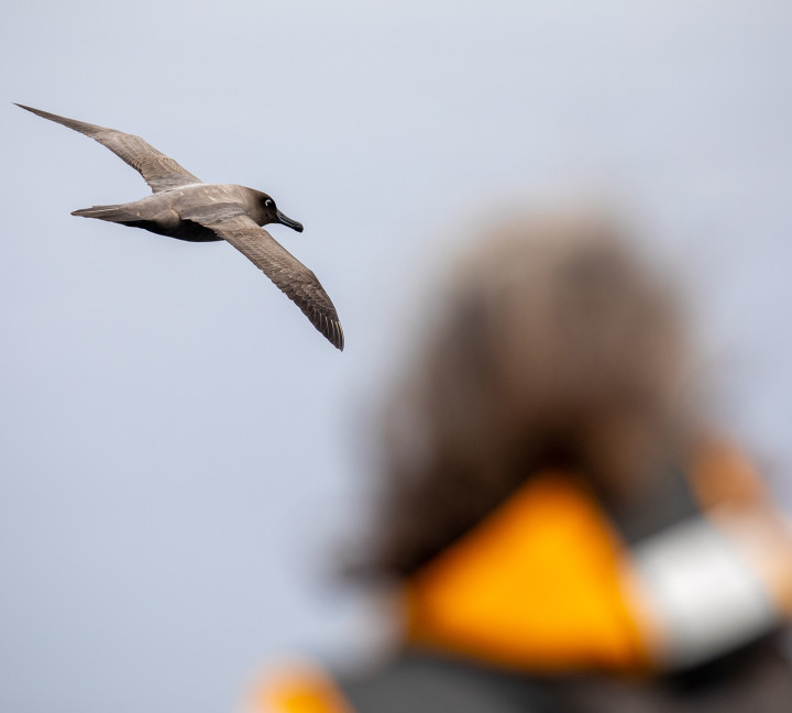 Antarctic Peninsula: Crossing the Circle