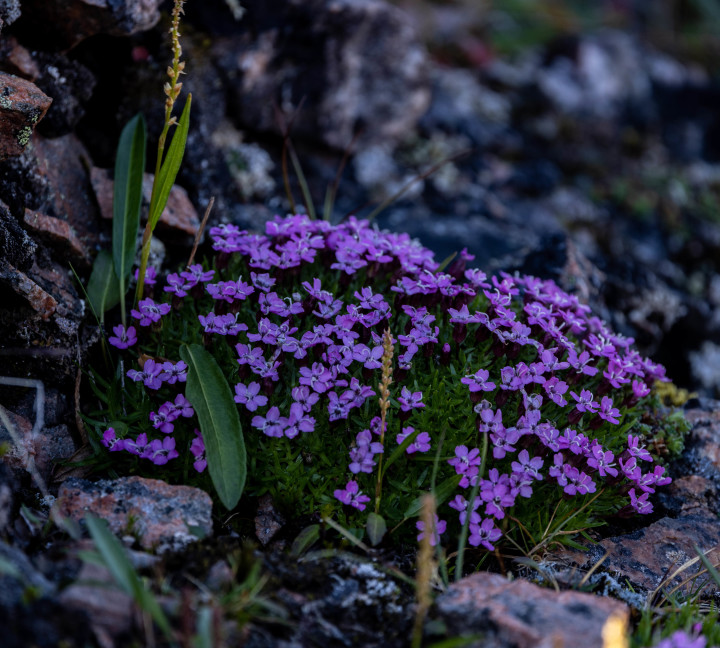 Svalbard in Summer: Tundra, Whales and Wildlife