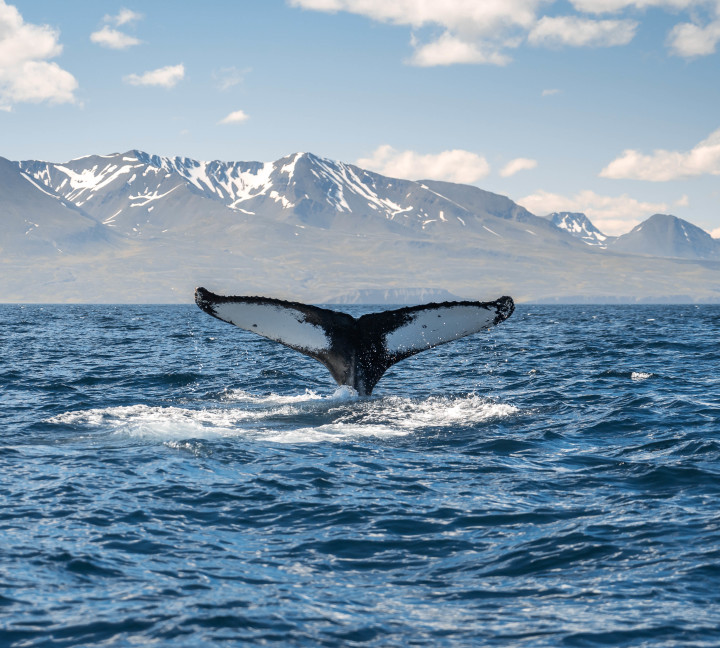 Iceland Circumnavigation: Mountains, Volcanoes and Waterfalls