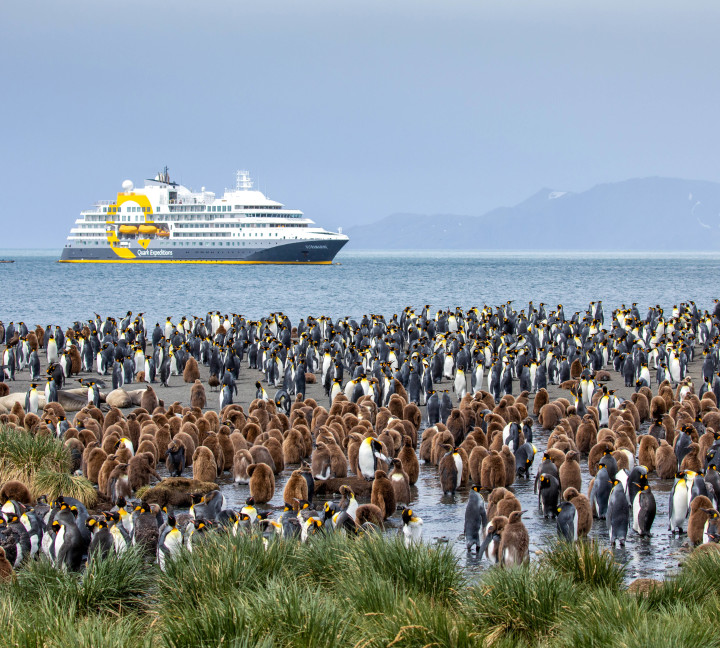 Falkland Islands and South Georgia: 20-Day Wildlife Adventure