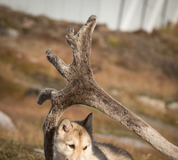 Southeast to West Greenland: Glaciers, Fjords and Viking History